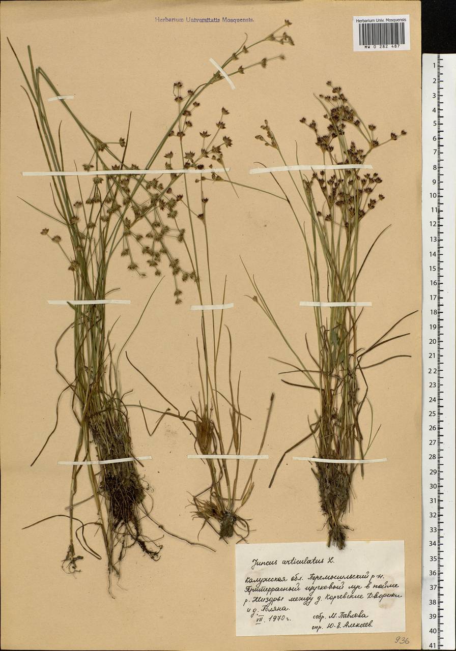 Juncus articulatus L., Eastern Europe, Central region (E4) (Russia)