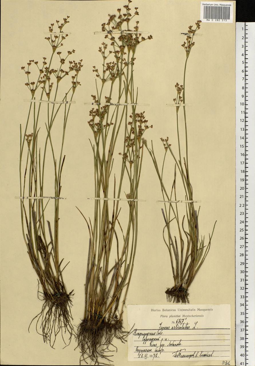Juncus articulatus L., Eastern Europe, Central region (E4) (Russia)