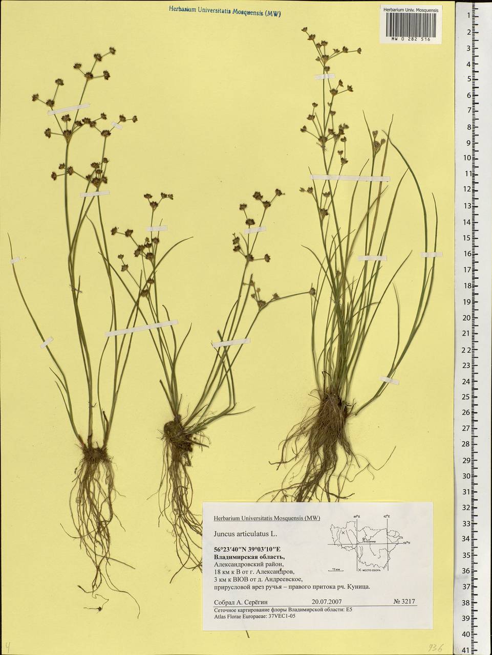 Juncus articulatus L., Eastern Europe, Central region (E4) (Russia)