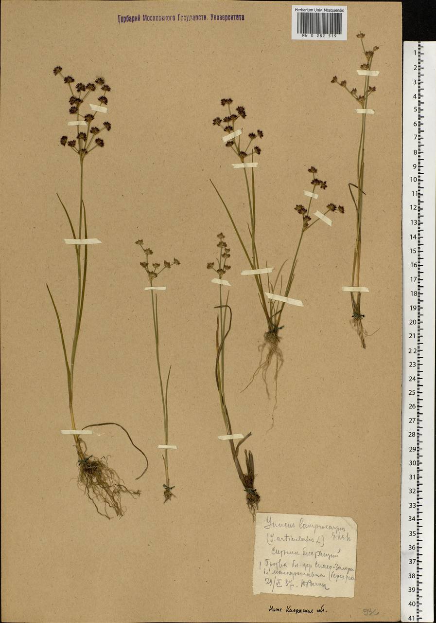 Juncus articulatus L., Eastern Europe, Central region (E4) (Russia)
