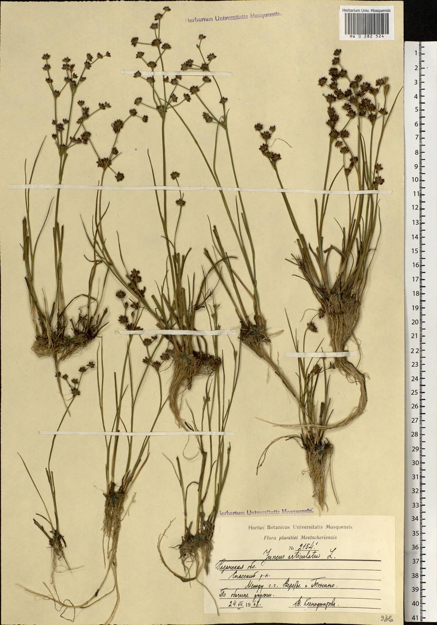 Juncus articulatus L., Eastern Europe, Central region (E4) (Russia)