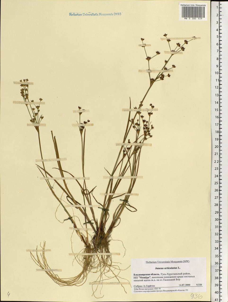 Juncus articulatus L., Eastern Europe, Central region (E4) (Russia)