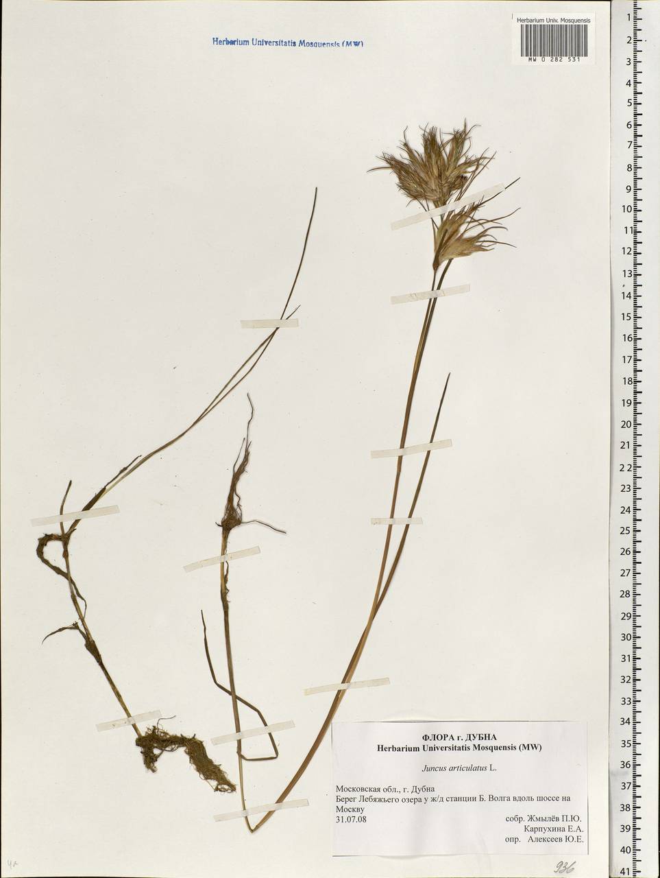 Juncus articulatus L., Eastern Europe, Moscow region (E4a) (Russia)