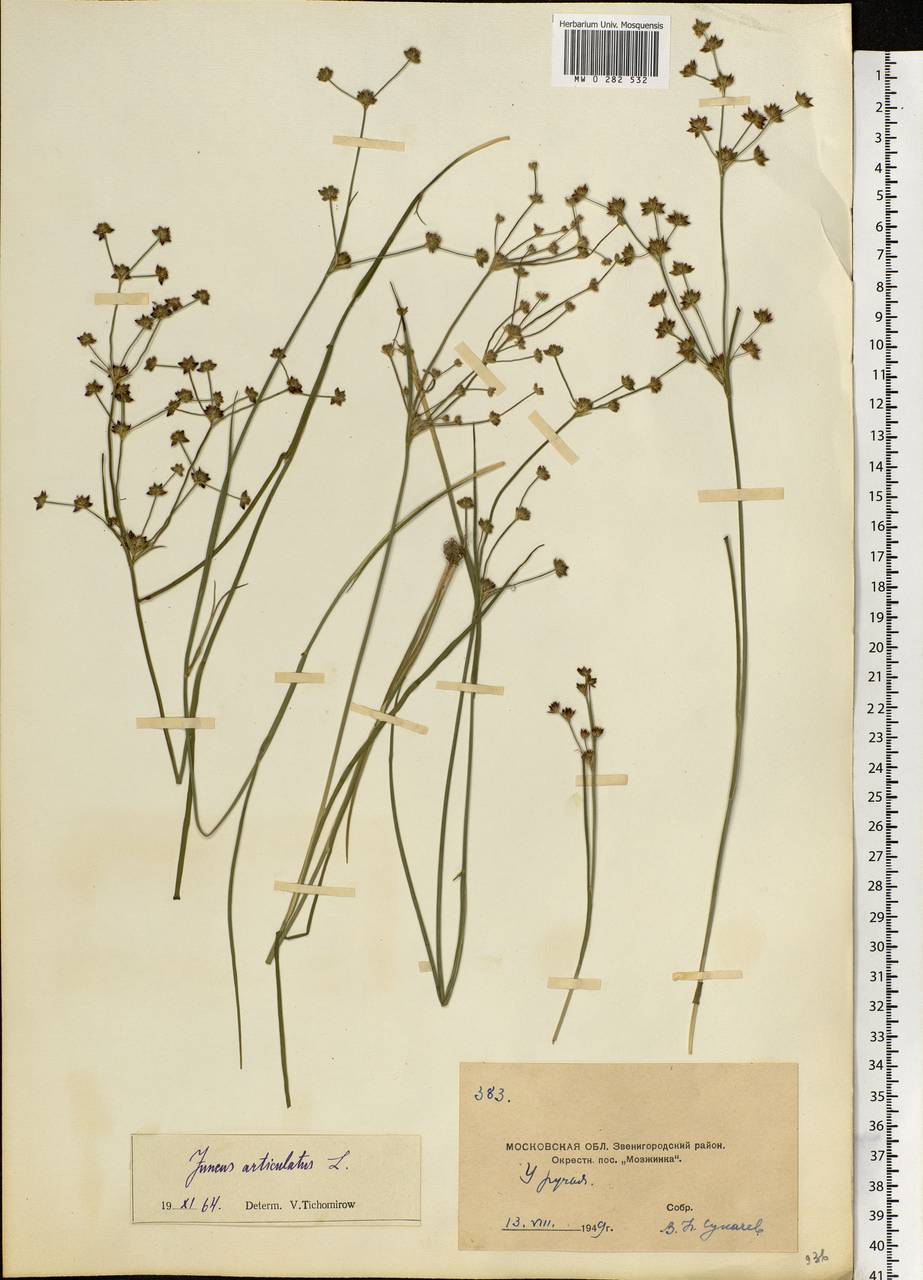 Juncus articulatus L., Eastern Europe, Moscow region (E4a) (Russia)