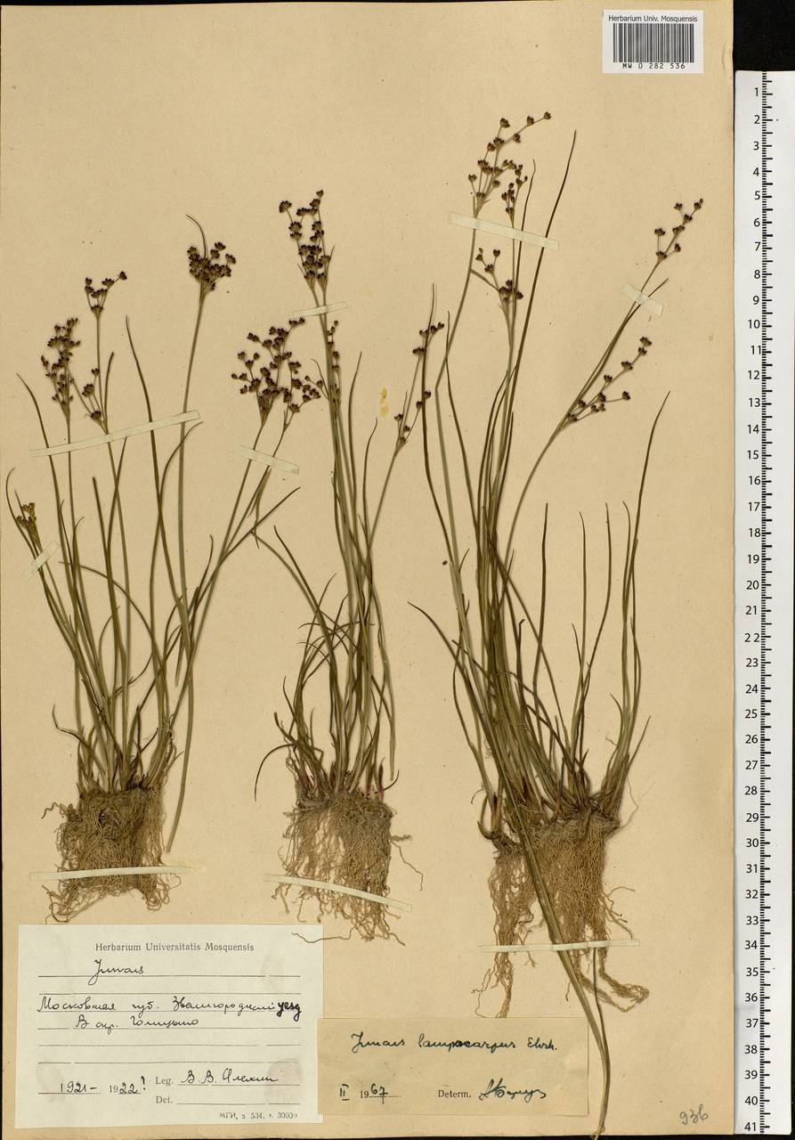 Juncus articulatus L., Eastern Europe, Moscow region (E4a) (Russia)