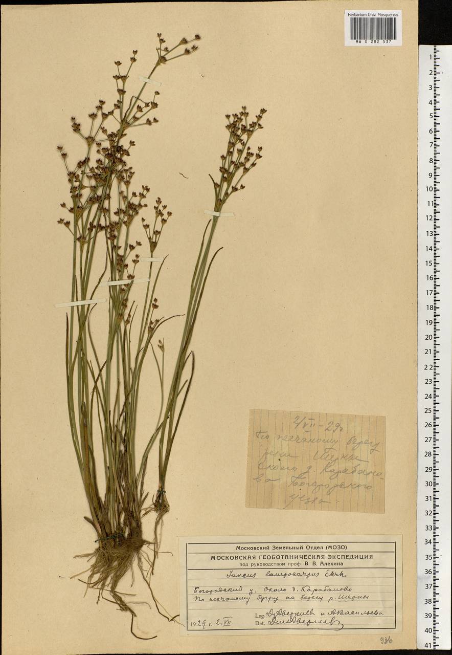 Juncus articulatus L., Eastern Europe, Moscow region (E4a) (Russia)