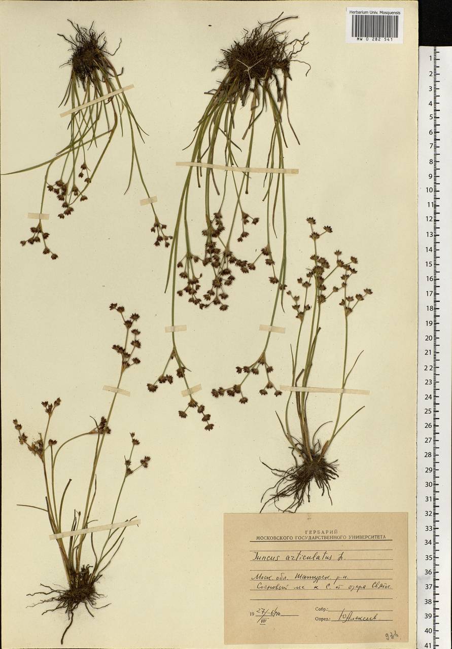 Juncus articulatus L., Eastern Europe, Moscow region (E4a) (Russia)