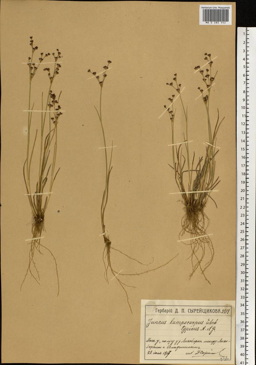 Juncus articulatus L., Eastern Europe, Moscow region (E4a) (Russia)