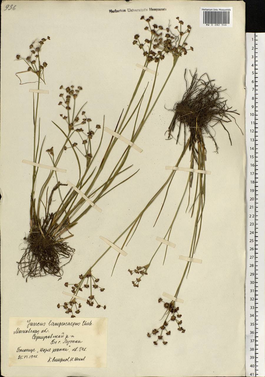 Juncus articulatus L., Eastern Europe, Moscow region (E4a) (Russia)