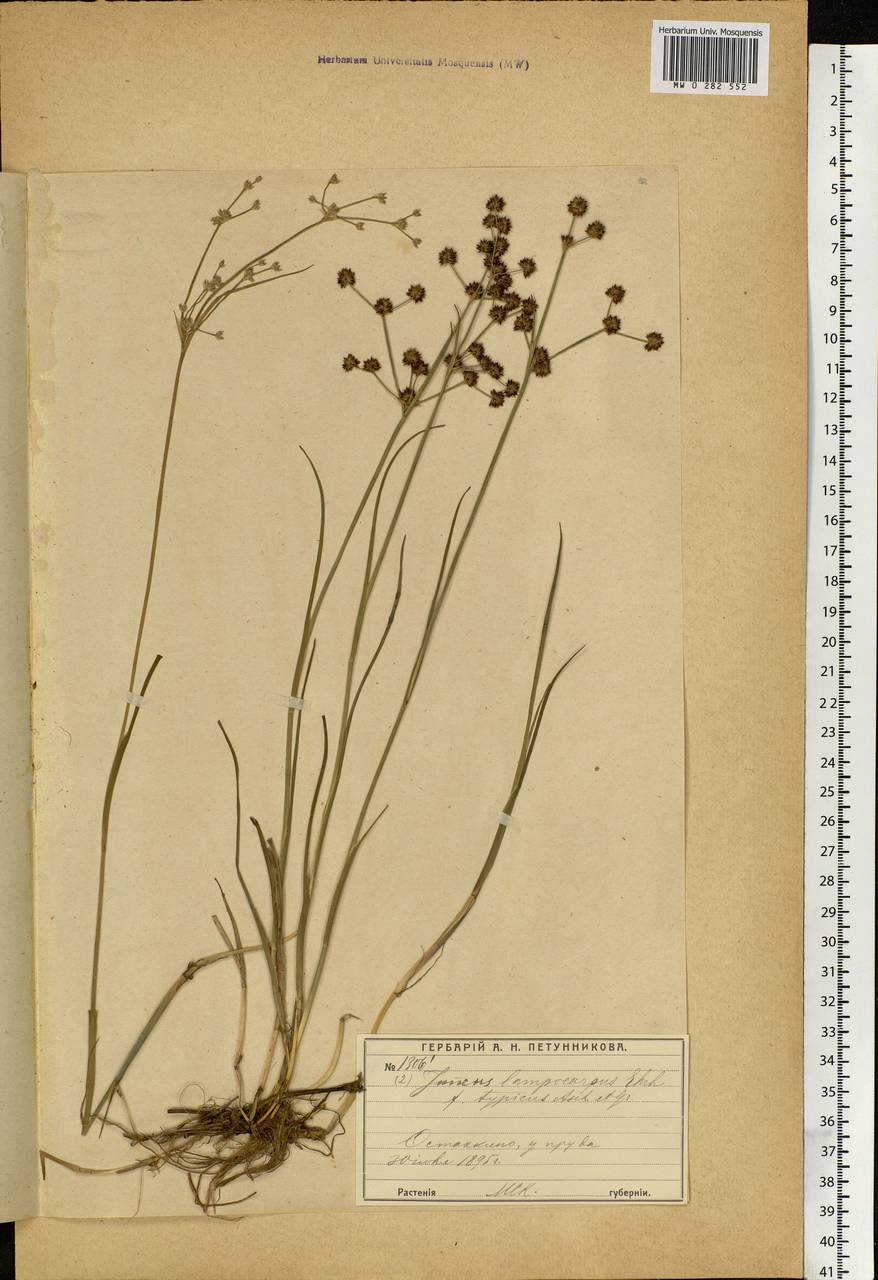 Juncus articulatus L., Eastern Europe, Moscow region (E4a) (Russia)
