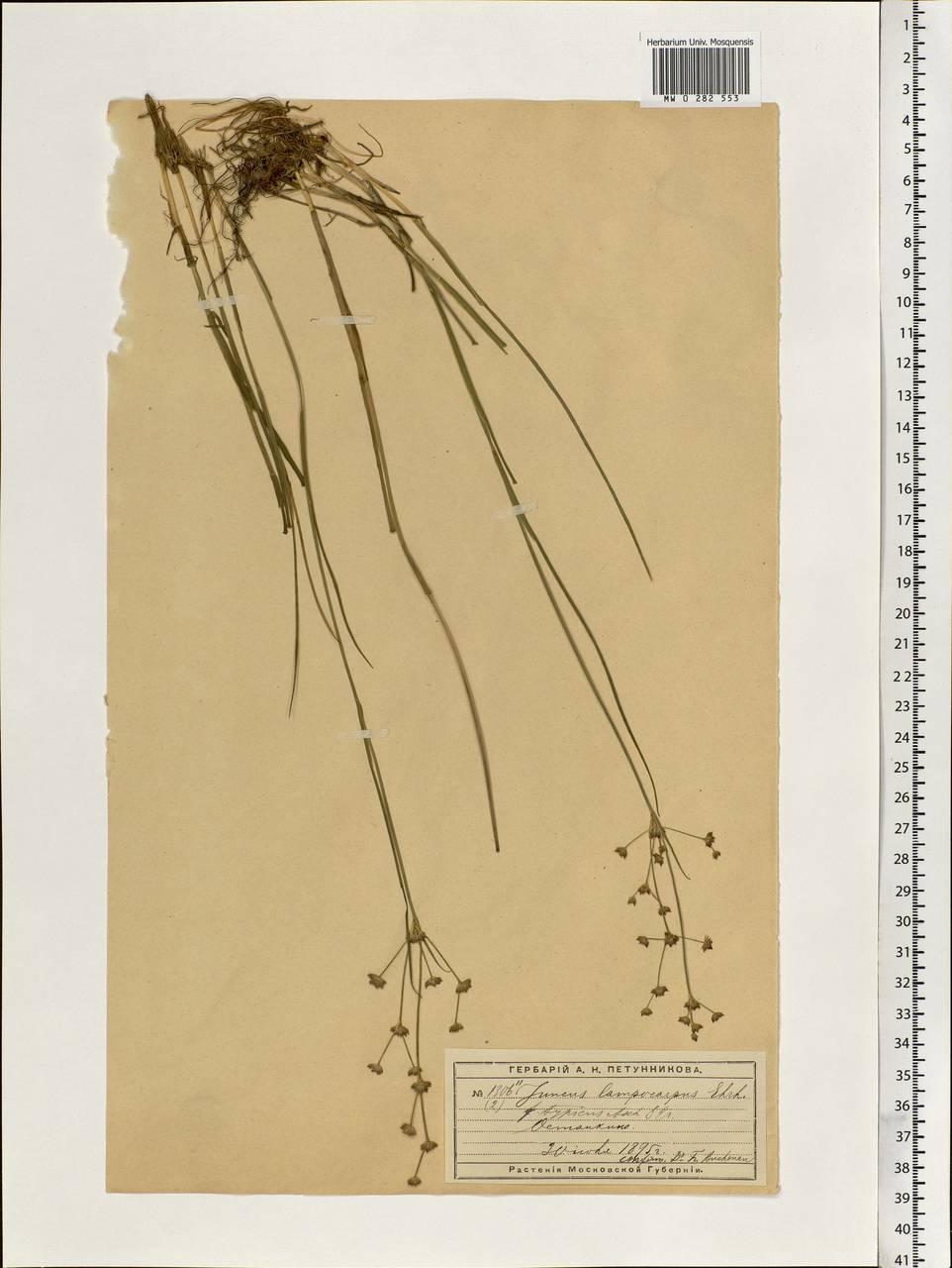 Juncus articulatus L., Eastern Europe, Moscow region (E4a) (Russia)