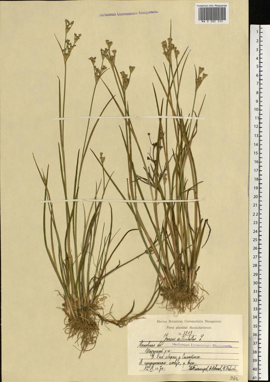 Juncus articulatus L., Eastern Europe, Moscow region (E4a) (Russia)