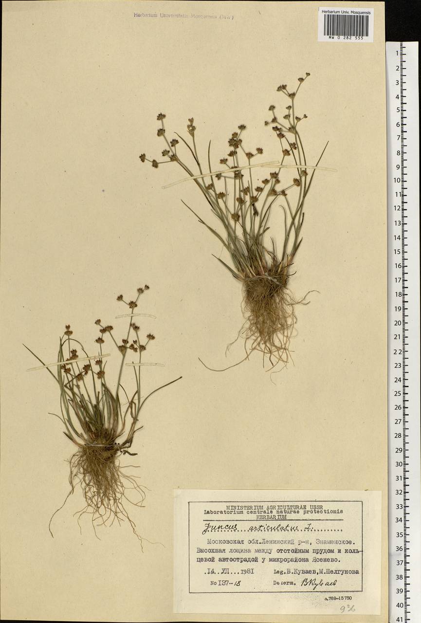 Juncus articulatus L., Eastern Europe, Moscow region (E4a) (Russia)