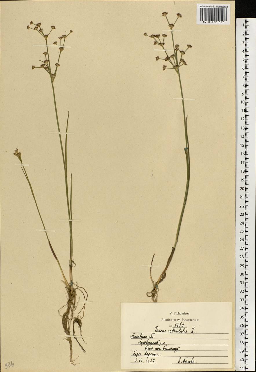 Juncus articulatus L., Eastern Europe, Moscow region (E4a) (Russia)