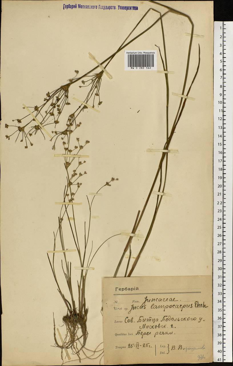 Juncus articulatus L., Eastern Europe, Moscow region (E4a) (Russia)