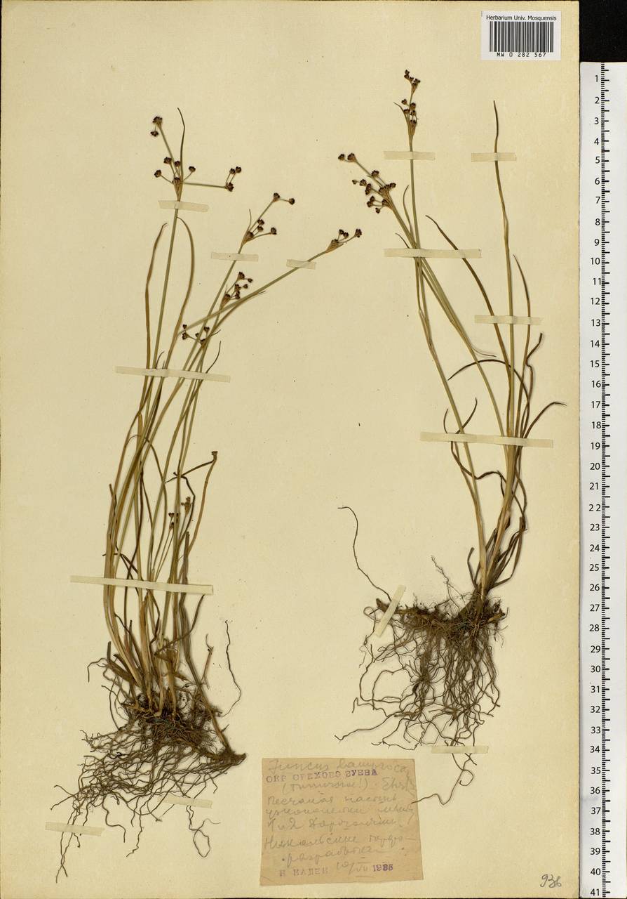 Juncus articulatus L., Eastern Europe, Moscow region (E4a) (Russia)