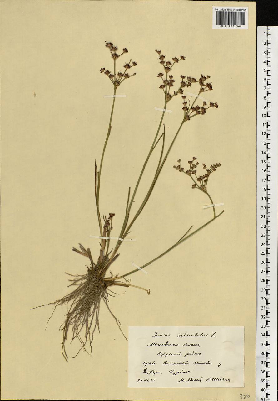 Juncus articulatus L., Eastern Europe, Moscow region (E4a) (Russia)