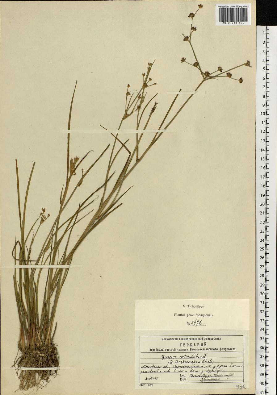 Juncus articulatus L., Eastern Europe, Moscow region (E4a) (Russia)