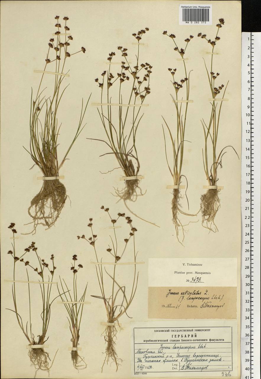 Juncus articulatus L., Eastern Europe, Moscow region (E4a) (Russia)