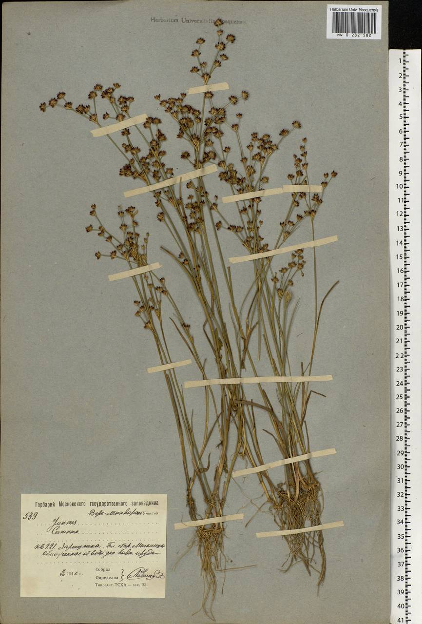 Juncus articulatus L., Eastern Europe, Moscow region (E4a) (Russia)