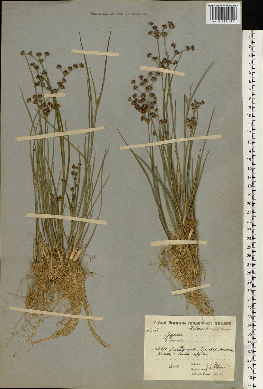 Juncus articulatus L., Eastern Europe, Moscow region (E4a) (Russia)
