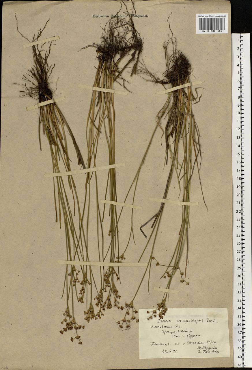 Juncus articulatus L., Eastern Europe, Moscow region (E4a) (Russia)