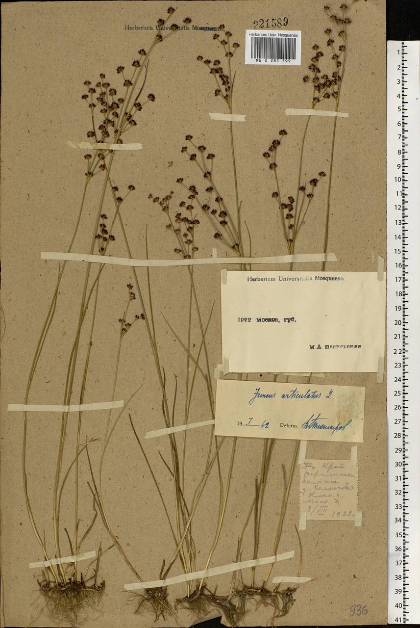 Juncus articulatus L., Eastern Europe, Moscow region (E4a) (Russia)