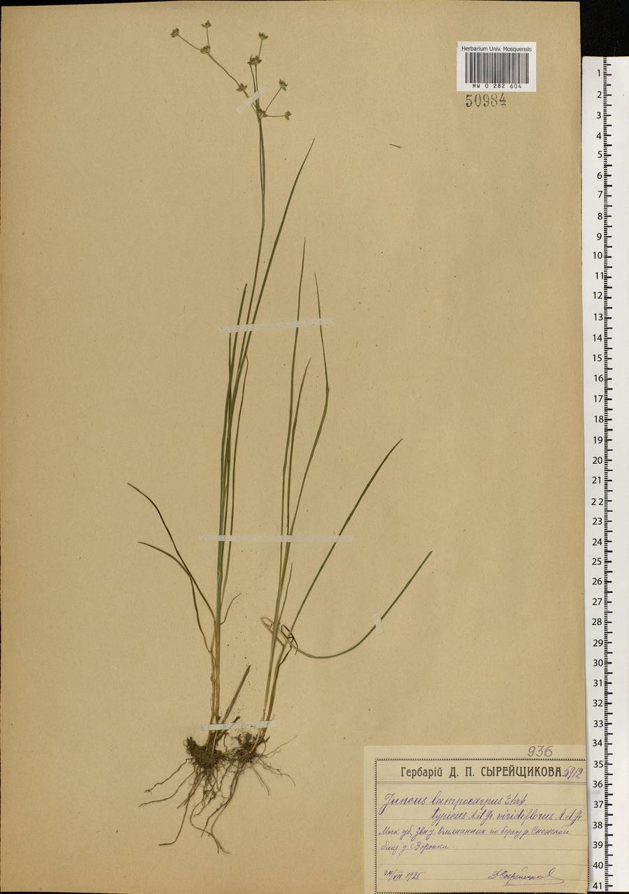 Juncus articulatus L., Eastern Europe, Moscow region (E4a) (Russia)