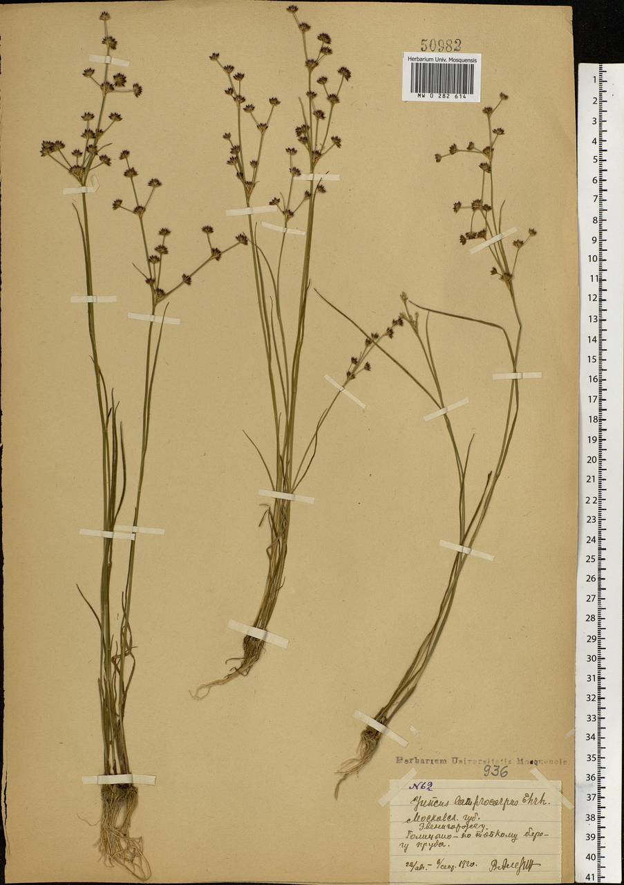 Juncus articulatus L., Eastern Europe, Moscow region (E4a) (Russia)