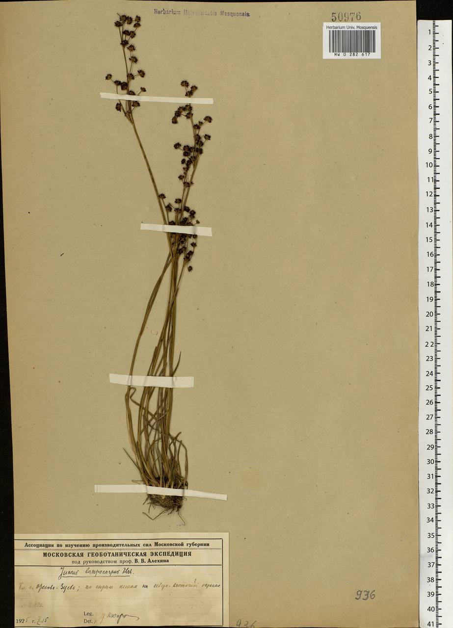 Juncus articulatus L., Eastern Europe, Moscow region (E4a) (Russia)