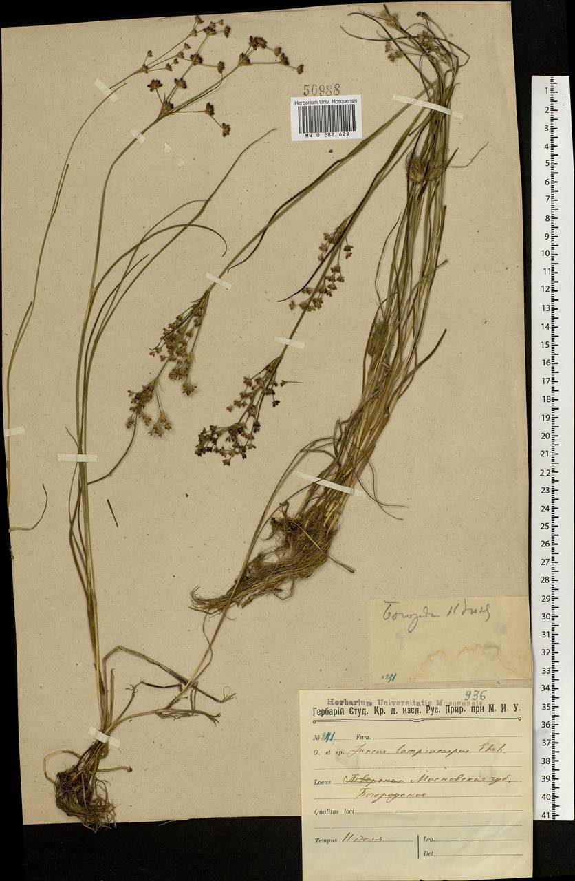 Juncus articulatus L., Eastern Europe, Moscow region (E4a) (Russia)