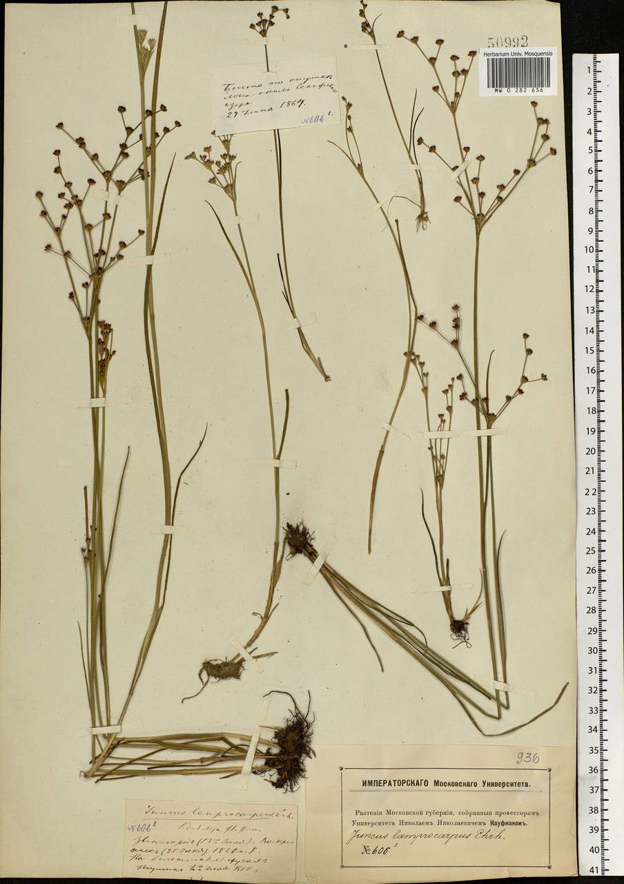 Juncus articulatus L., Eastern Europe, Moscow region (E4a) (Russia)