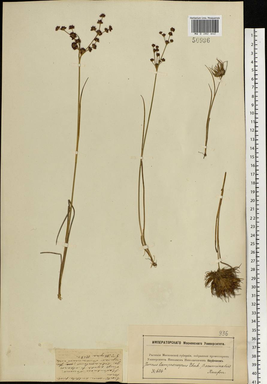 Juncus articulatus L., Eastern Europe, Moscow region (E4a) (Russia)