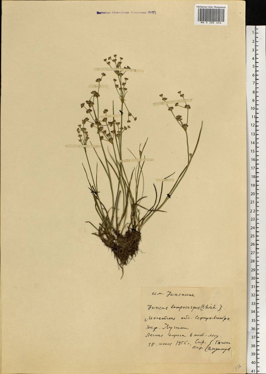 Juncus articulatus L., Eastern Europe, Moscow region (E4a) (Russia)
