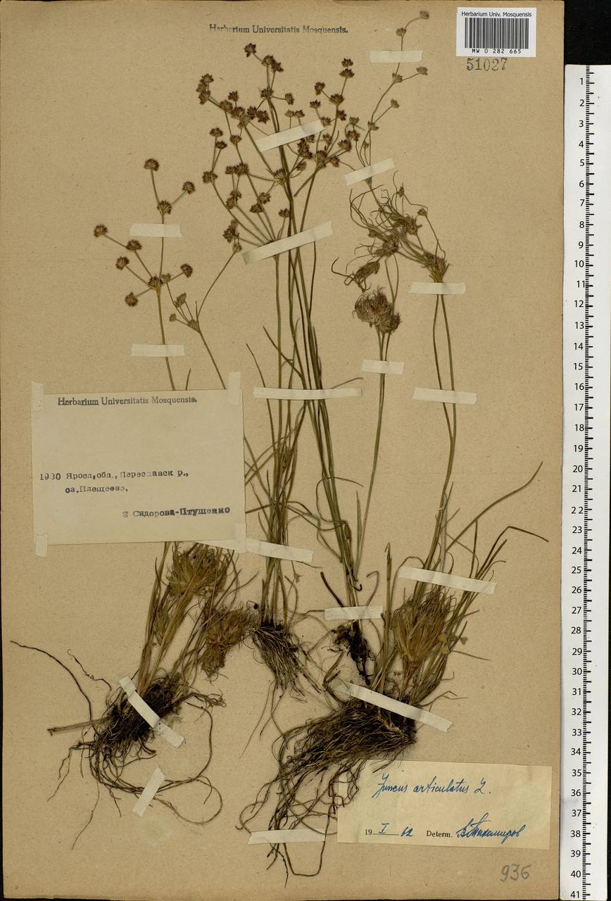 Juncus articulatus L., Eastern Europe, Central forest region (E5) (Russia)