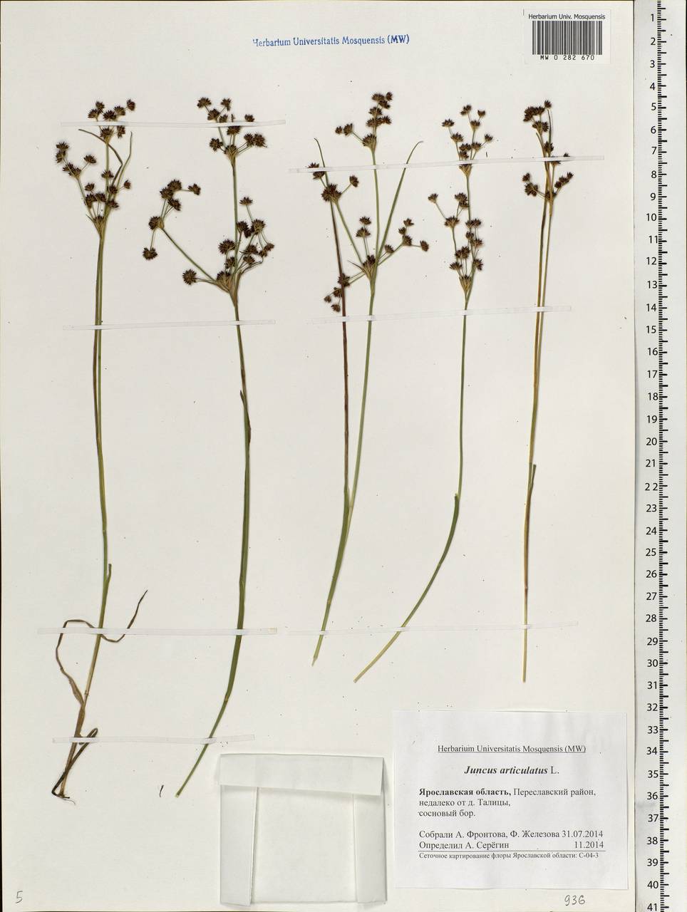 Juncus articulatus L., Eastern Europe, Central forest region (E5) (Russia)