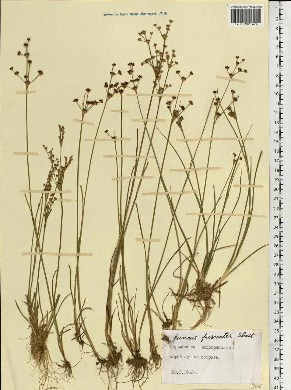 Juncus articulatus L., Eastern Europe, Central forest region (E5) (Russia)