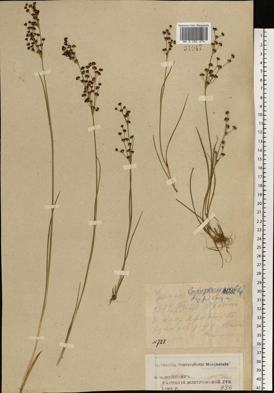 Juncus articulatus L., Eastern Europe, Central forest region (E5) (Russia)