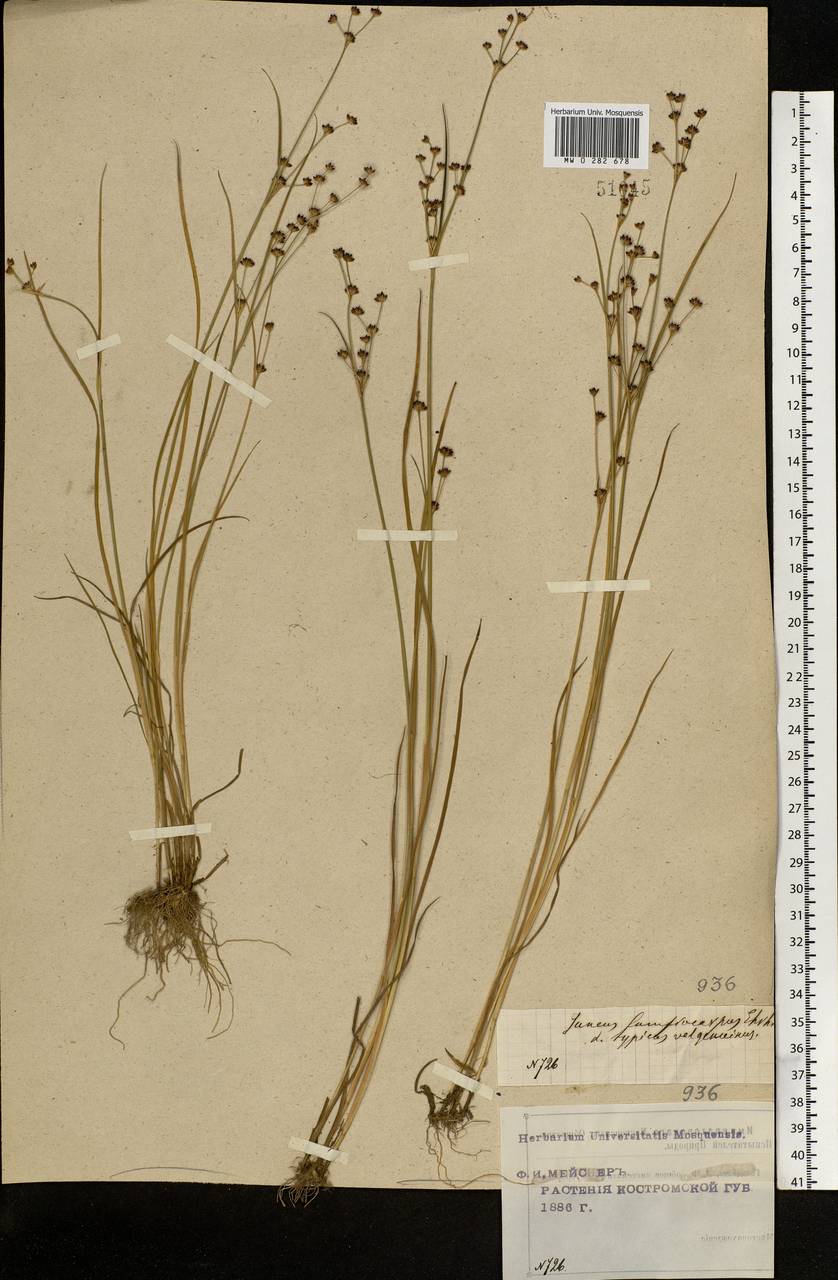 Juncus articulatus L., Eastern Europe, Central forest region (E5) (Russia)