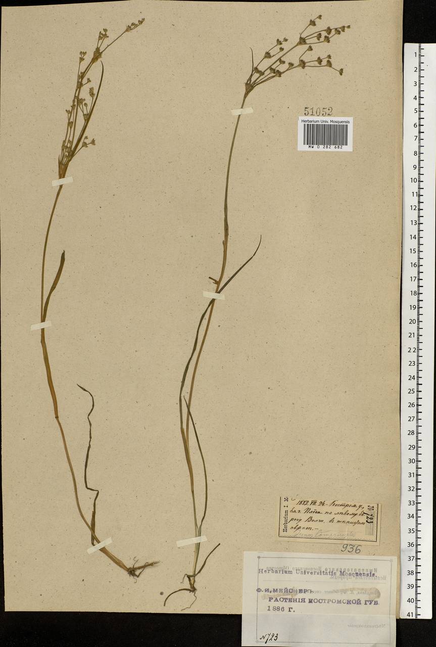 Juncus articulatus L., Eastern Europe, Central forest region (E5) (Russia)