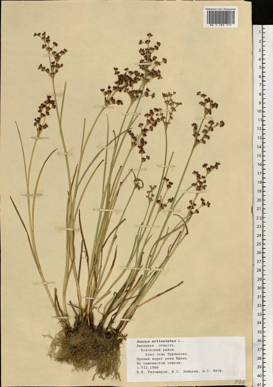 Juncus articulatus L., Eastern Europe, Central forest-and-steppe region (E6) (Russia)