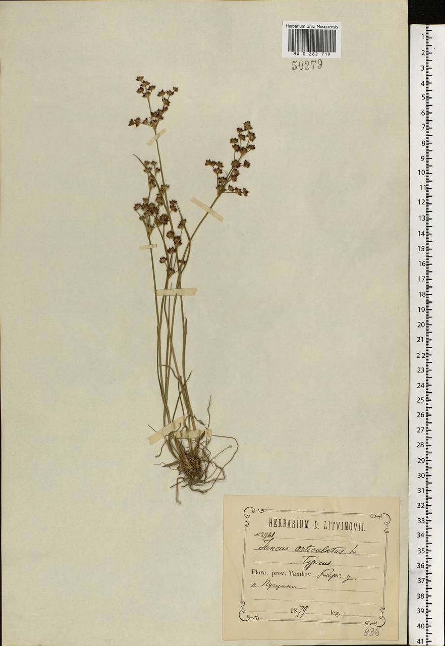 Juncus articulatus L., Eastern Europe, Central forest-and-steppe region (E6) (Russia)