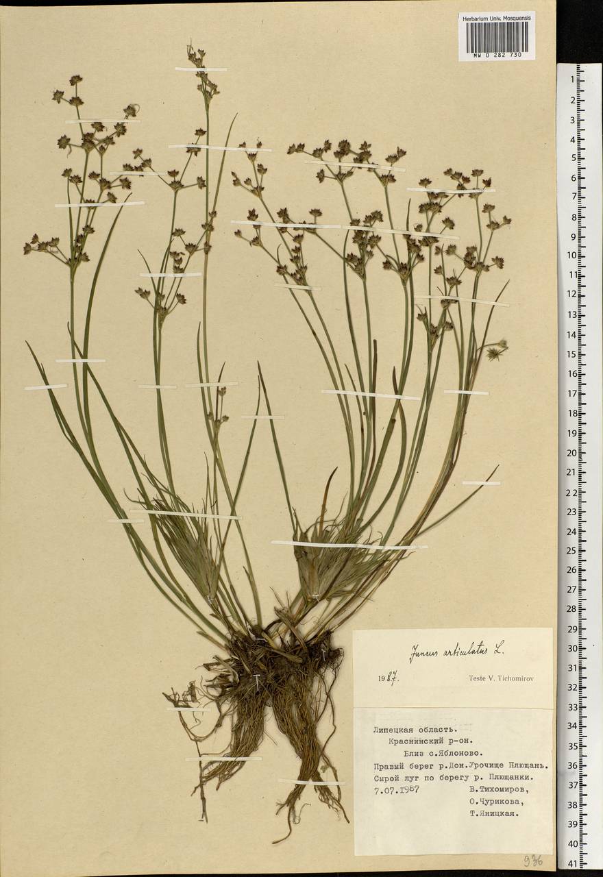 Juncus articulatus L., Eastern Europe, Central forest-and-steppe region (E6) (Russia)