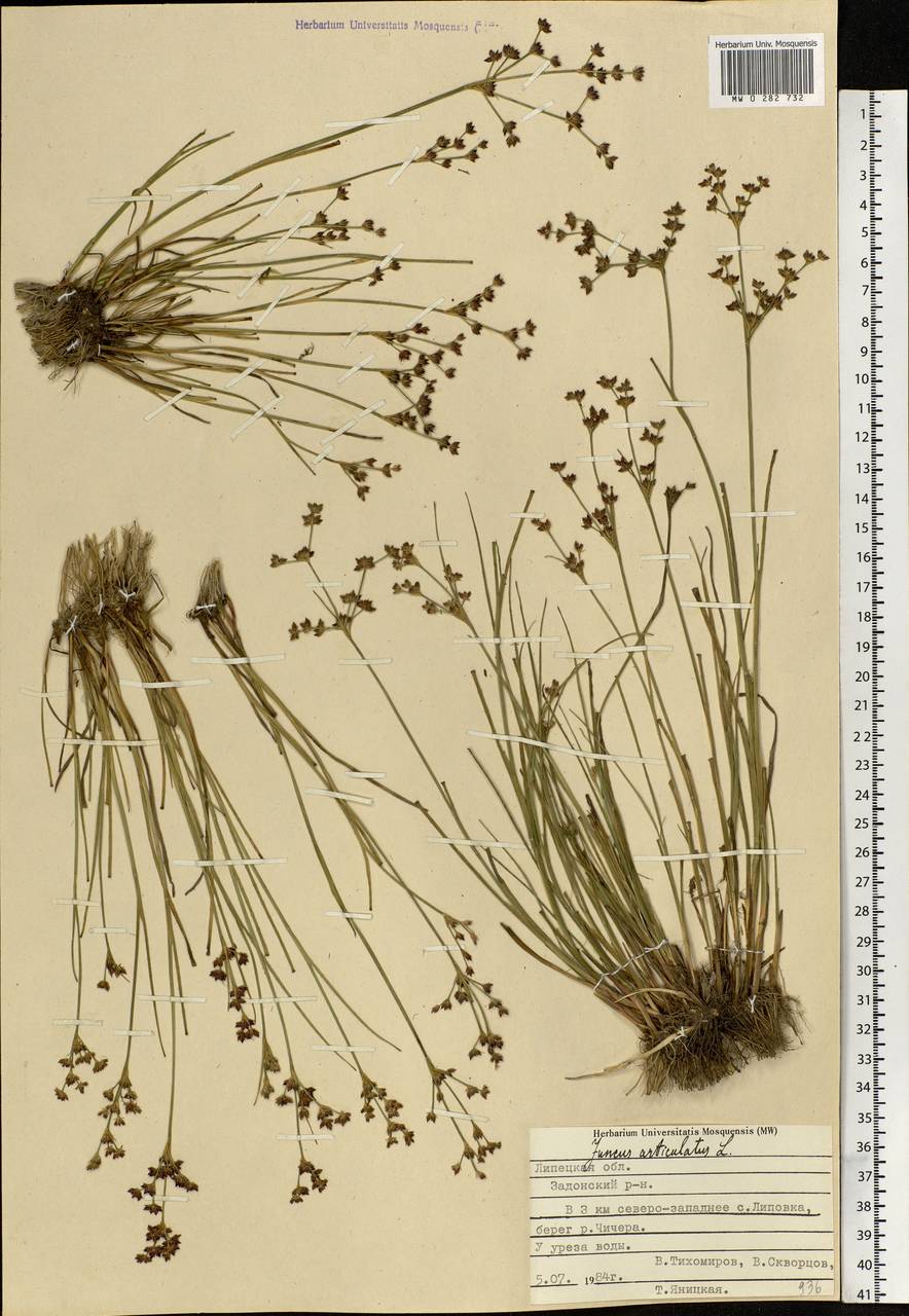 Juncus articulatus L., Eastern Europe, Central forest-and-steppe region (E6) (Russia)