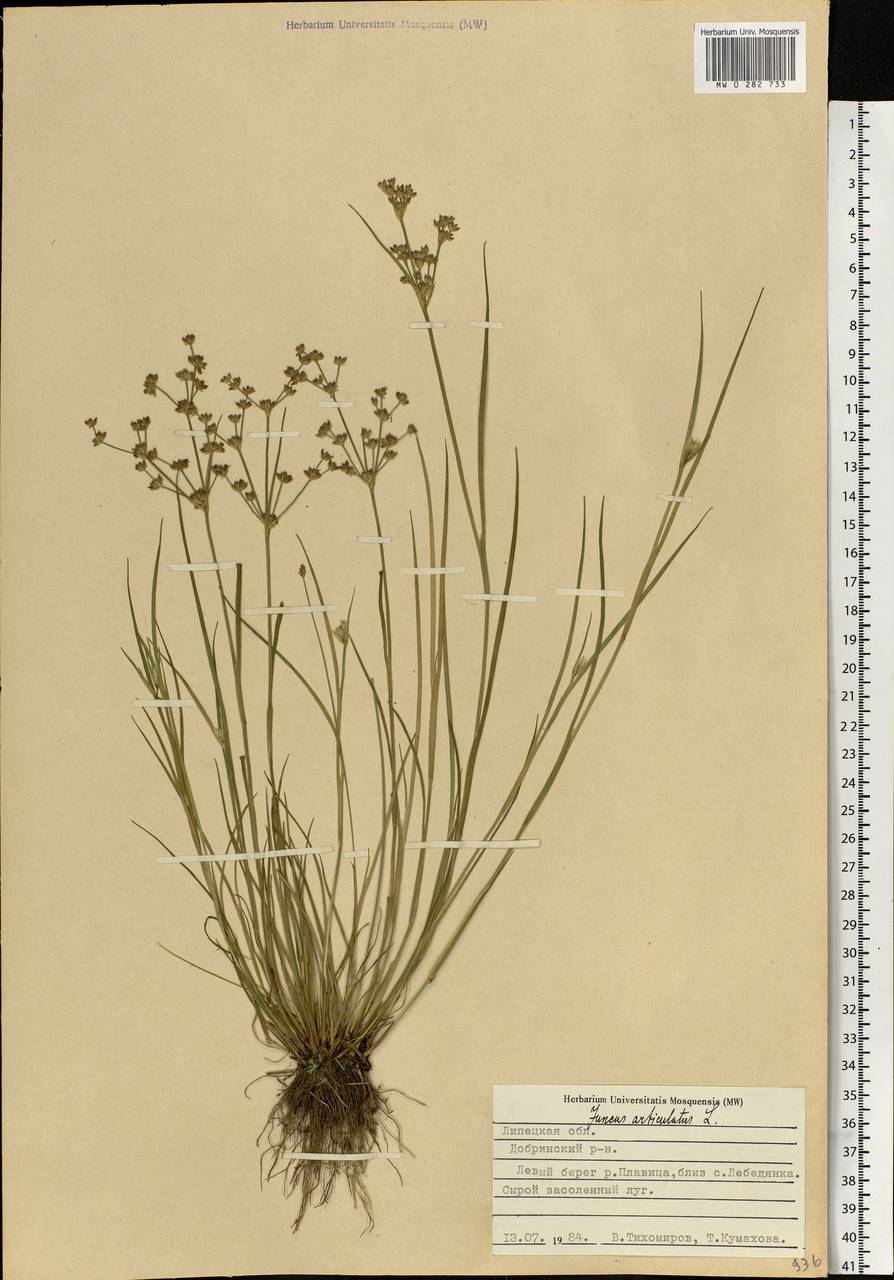 Juncus articulatus L., Eastern Europe, Central forest-and-steppe region (E6) (Russia)