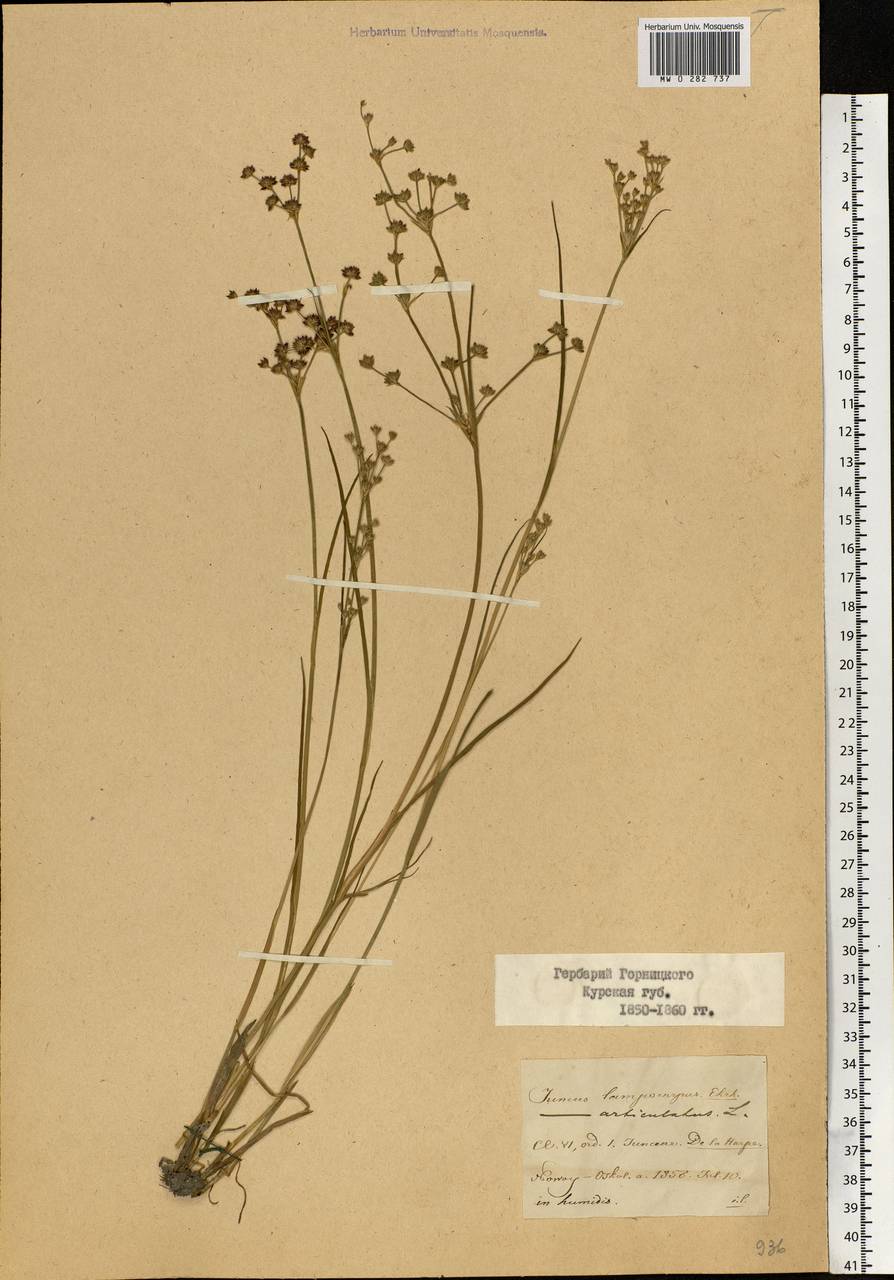 Juncus articulatus L., Eastern Europe, Central forest-and-steppe region (E6) (Russia)