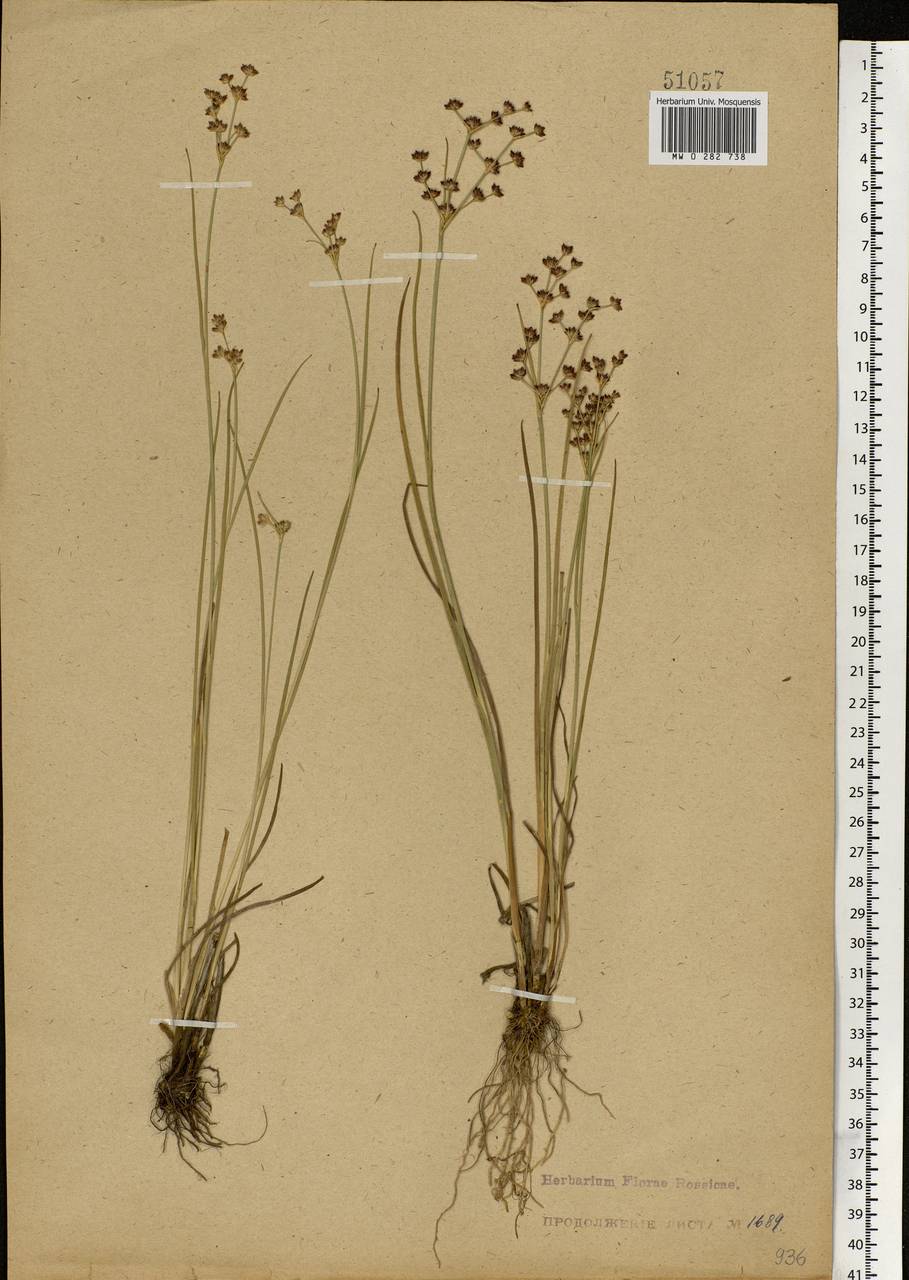 Juncus articulatus L., Eastern Europe, Central forest-and-steppe region (E6) (Russia)