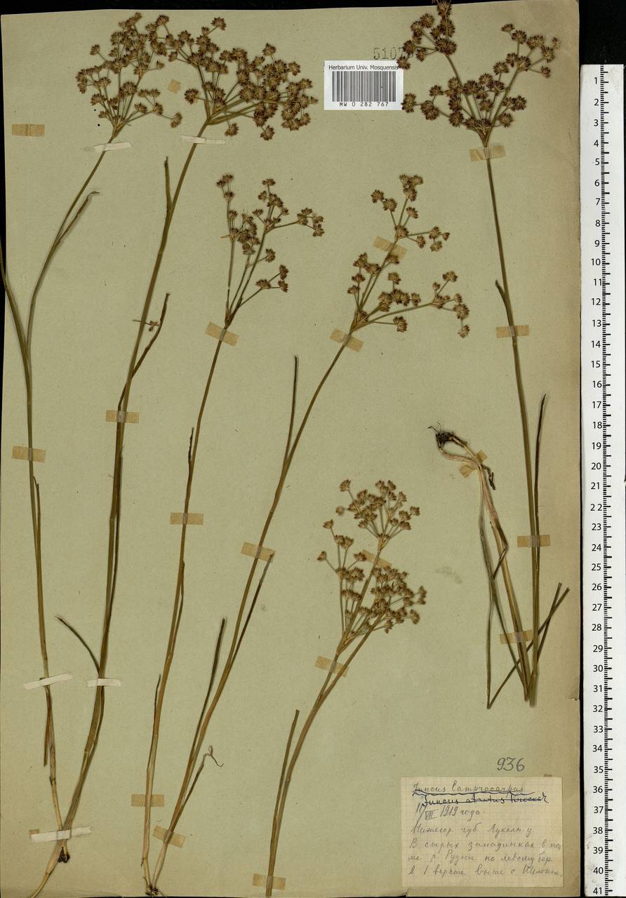 Juncus articulatus L., Eastern Europe, Volga-Kama region (E7) (Russia)