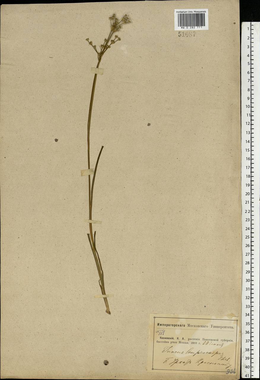 Juncus articulatus L., Eastern Europe, Middle Volga region (E8) (Russia)