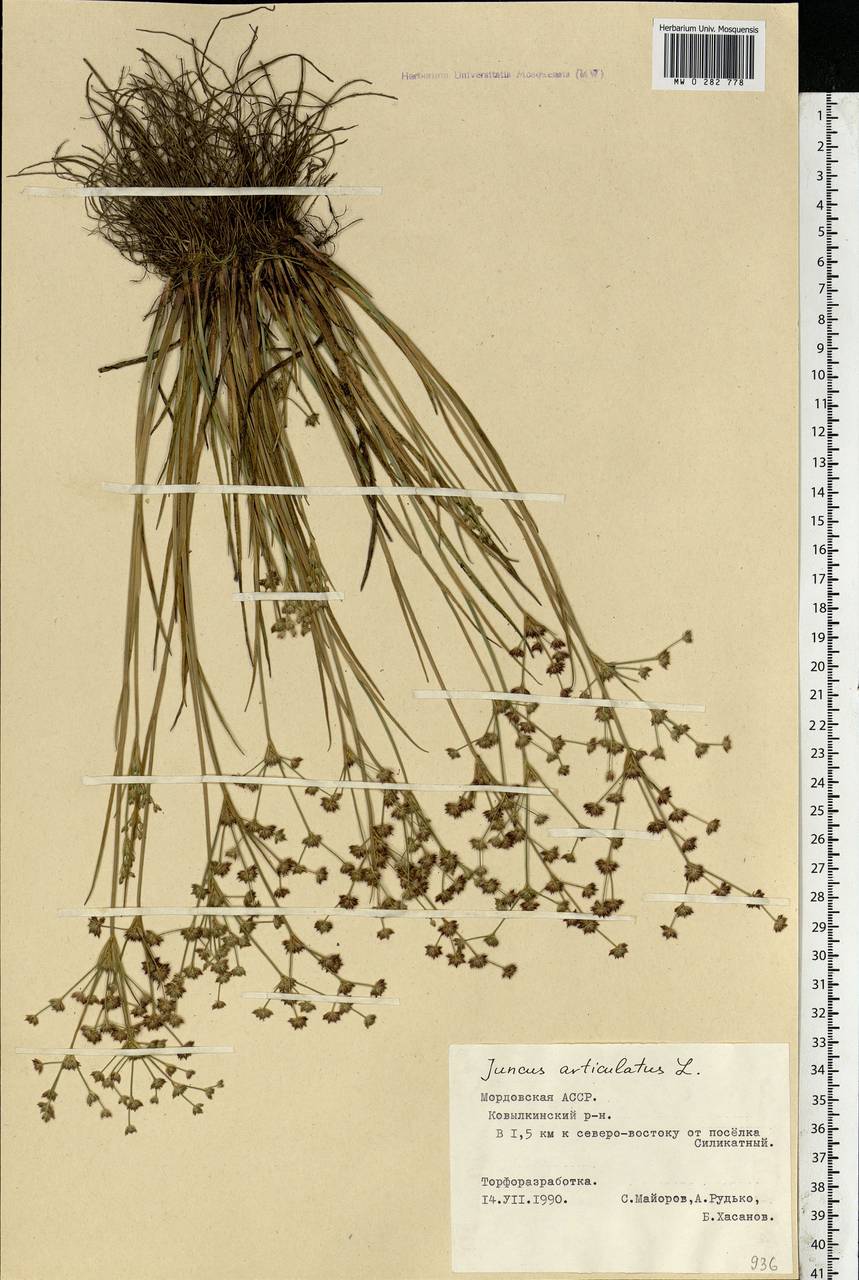 Juncus articulatus L., Eastern Europe, Middle Volga region (E8) (Russia)
